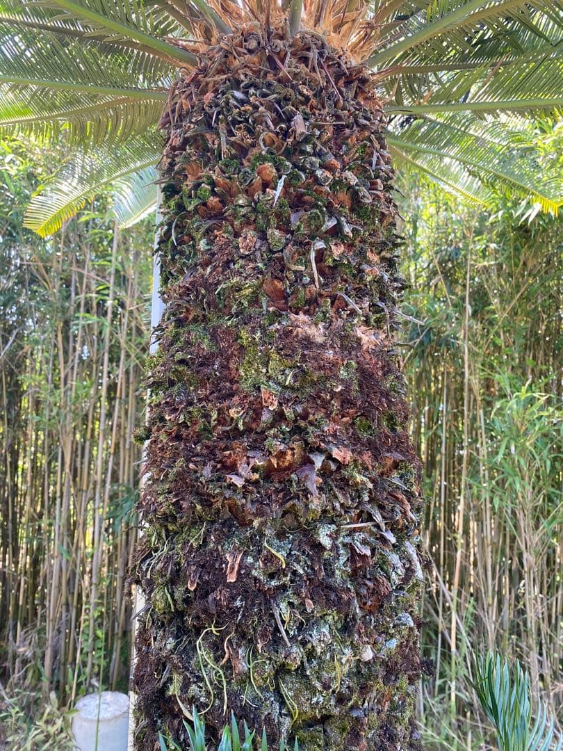 kanatada42。ソテツ 幹高1900の蘇轍　引き取り限定販売