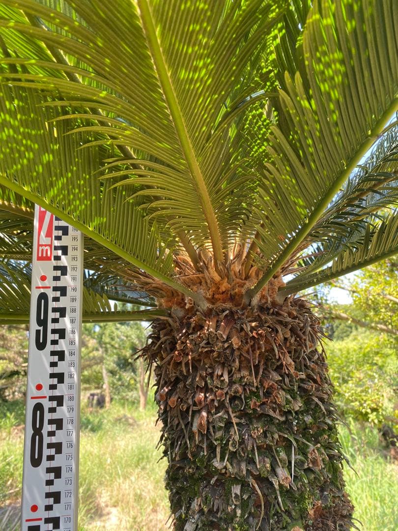 kanatada42。ソテツ 幹高1900の蘇轍　引き取り限定販売