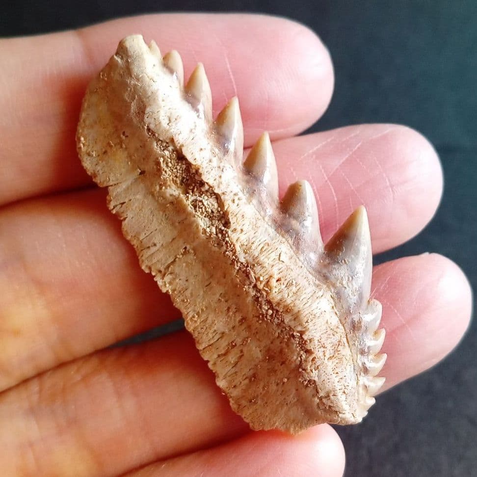 化石　骨格　標本　サメの歯　エビスザメ　希少種　セブンギルシャーク