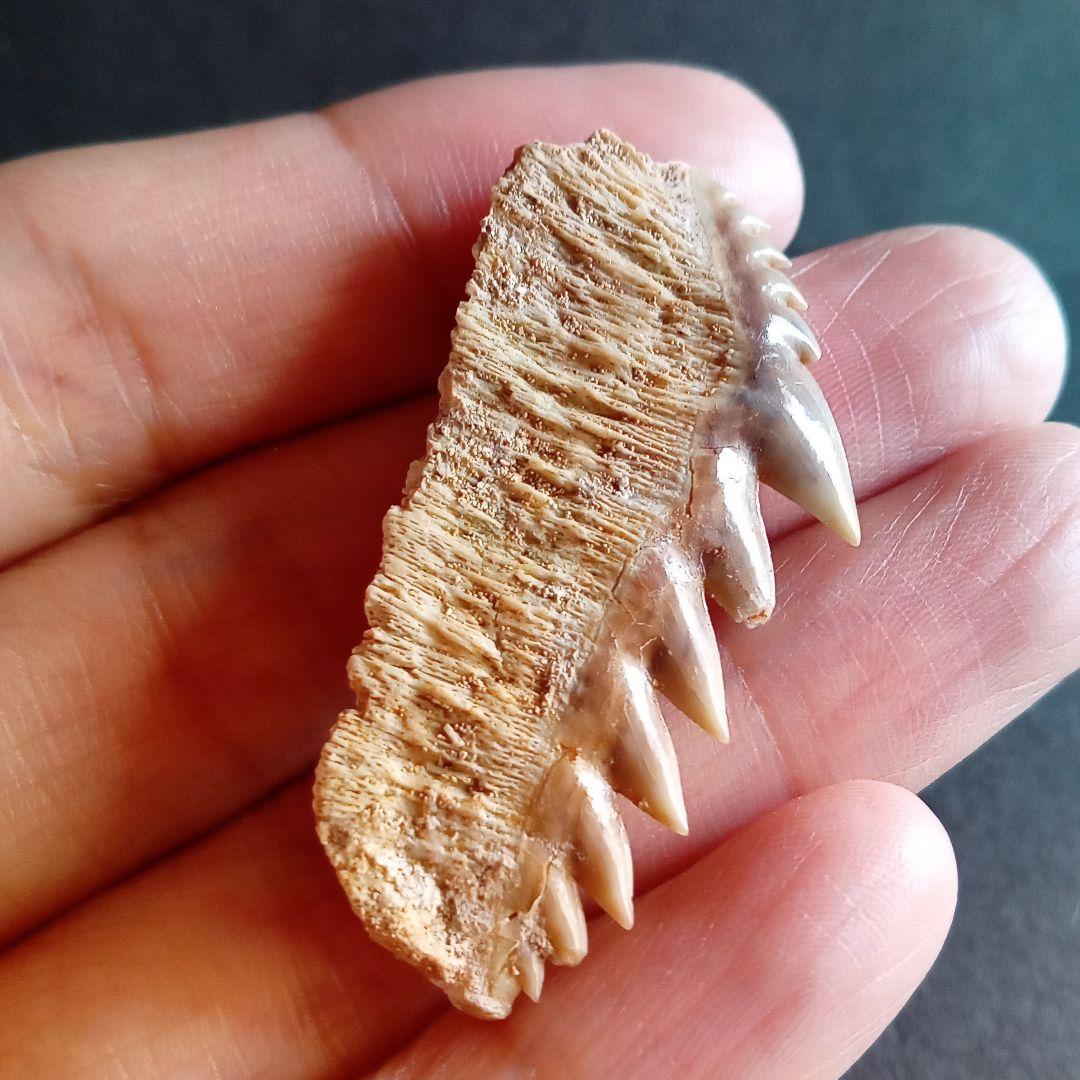 化石　骨格　標本　サメの歯　エビスザメ　希少種　セブンギルシャーク