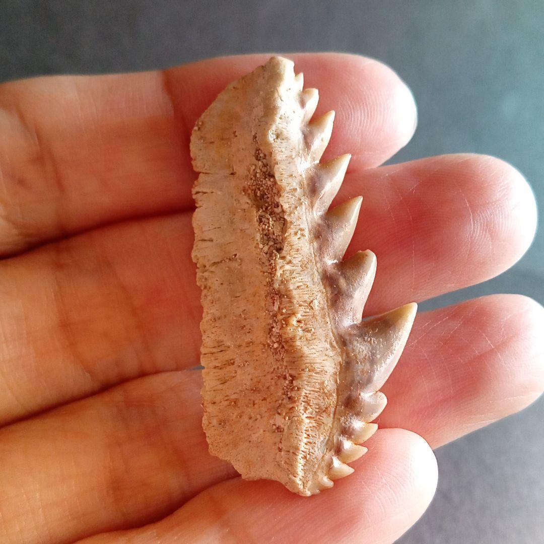 化石　骨格　標本　サメの歯　エビスザメ　希少種　セブンギルシャーク