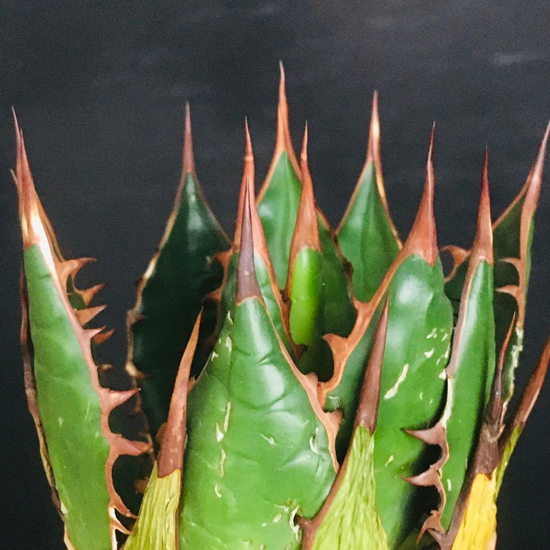 【高騰品種】2 イスラエルホリダ アガベ 極上強棘 ボールタイプ 特選