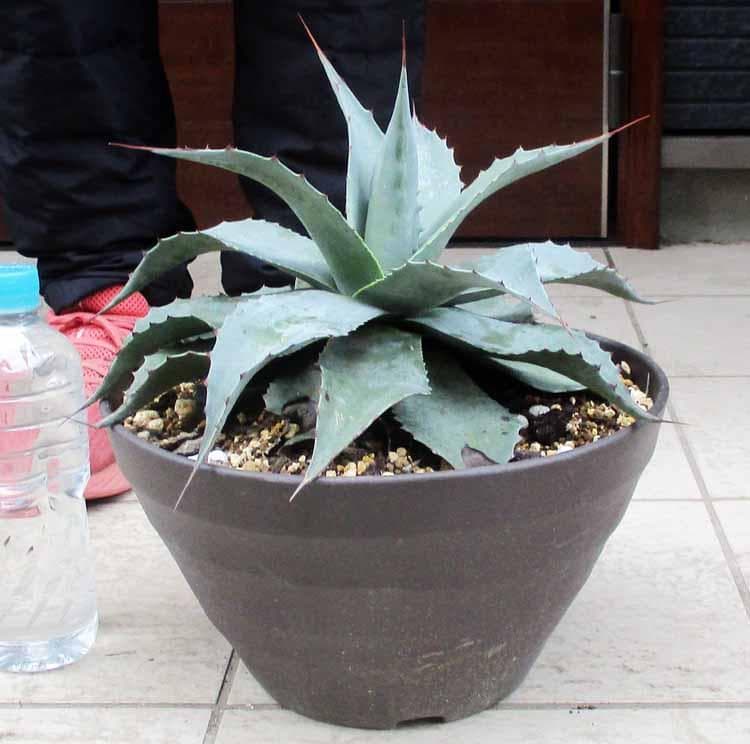 【現品】アガベ・オバティホリア・バンジー　9号　D9番