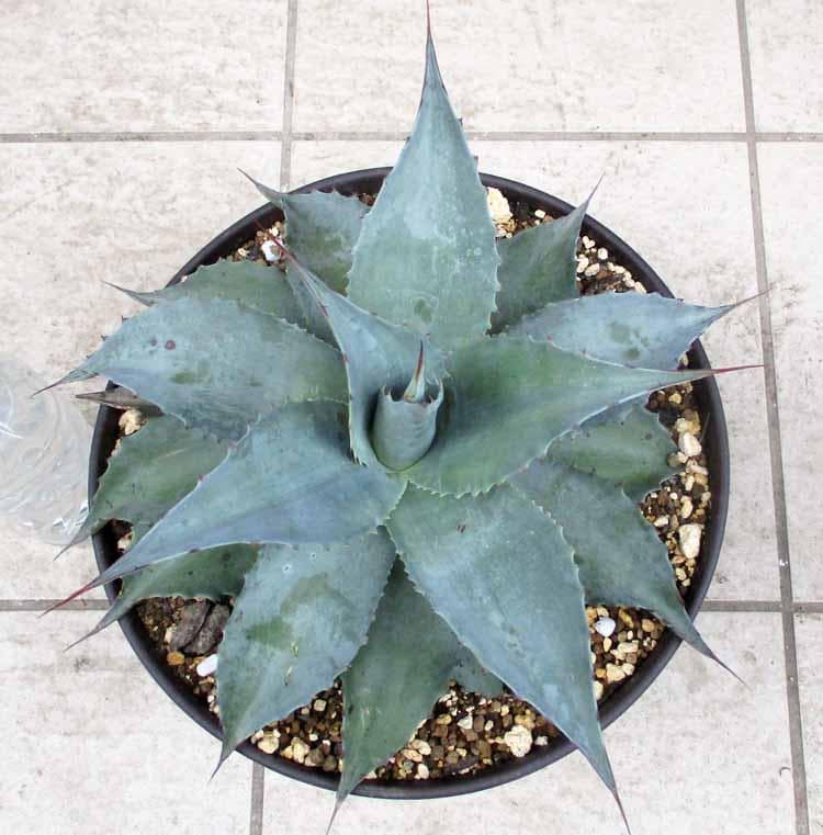 【現品】アガベ・オバティホリア・バンジー　9号　D9番