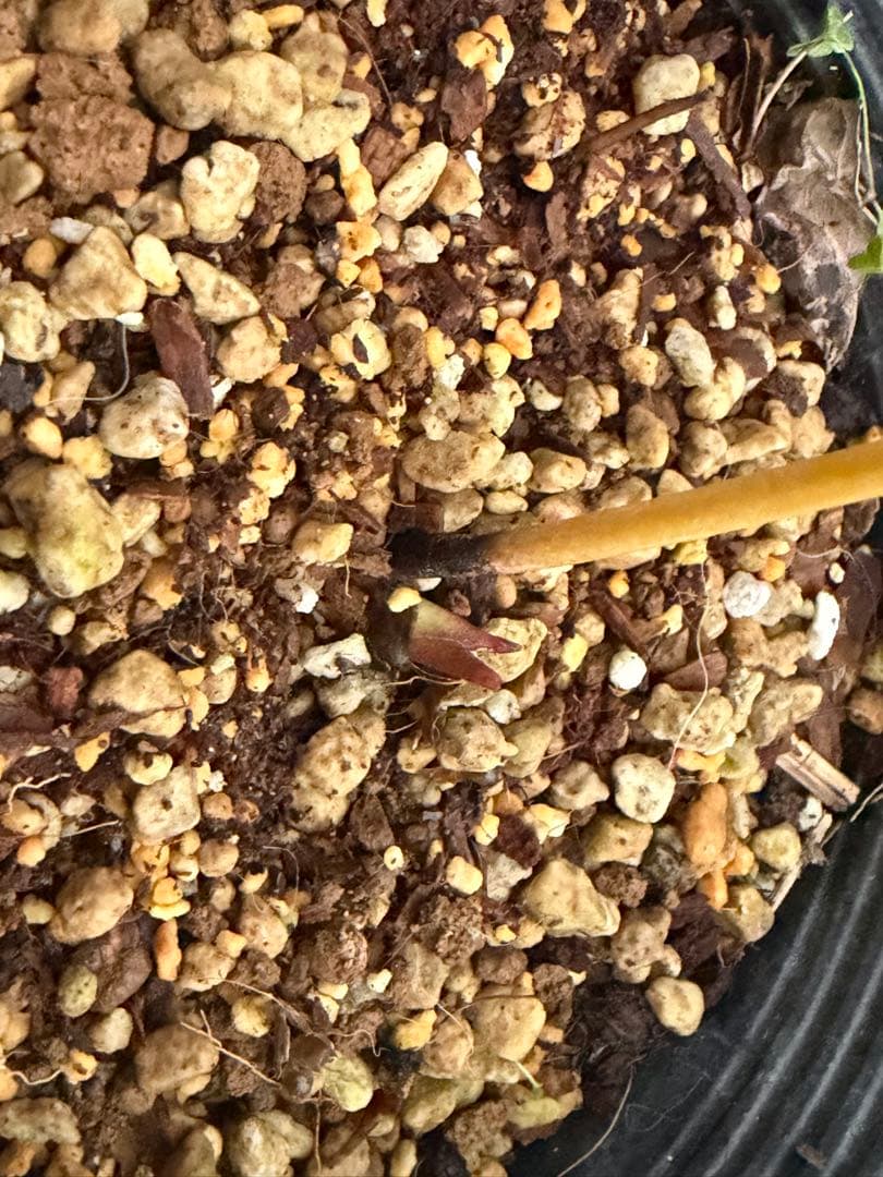 クリスマスローズ