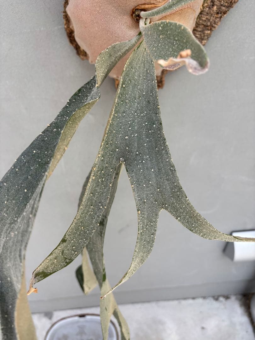 ビカクシダ Diversifolium x Willinckii hybrid 'Moo'