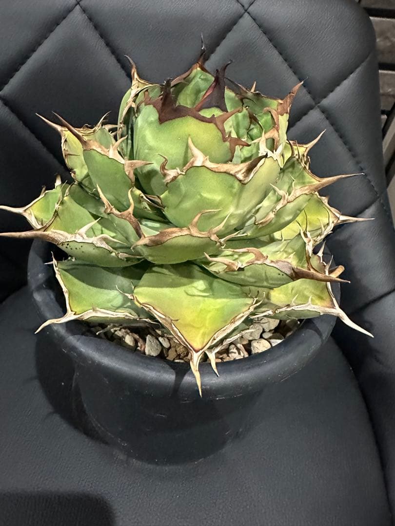 アガベ 約20cm 黒鉢付き