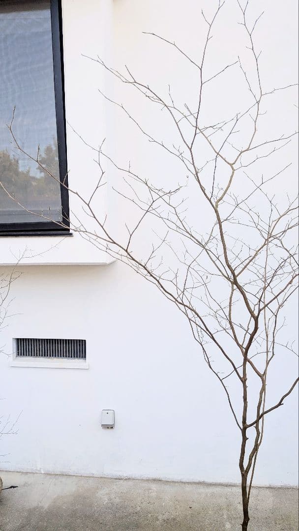 特大！山採りシロモジ。