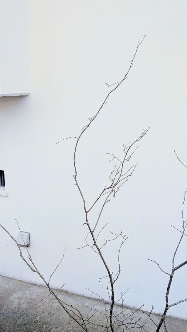 特大！山採りシロモジ。