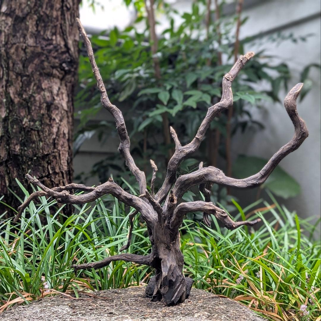 ブラックスマトラブランチ【BSB098】アクアリウム まとめ買い対応可 水槽