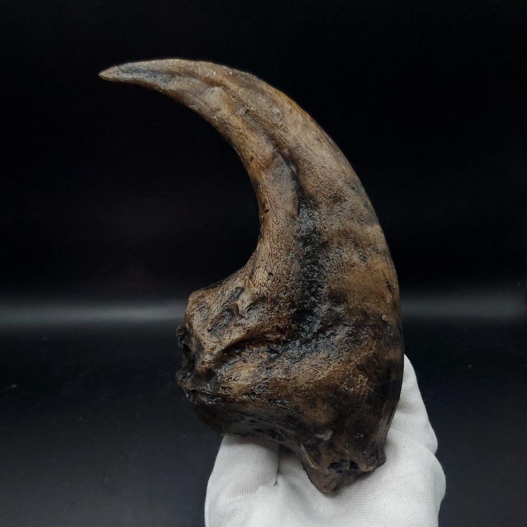 アロサウルス 爪 化石 レプリカ 約176.63mm  arr16