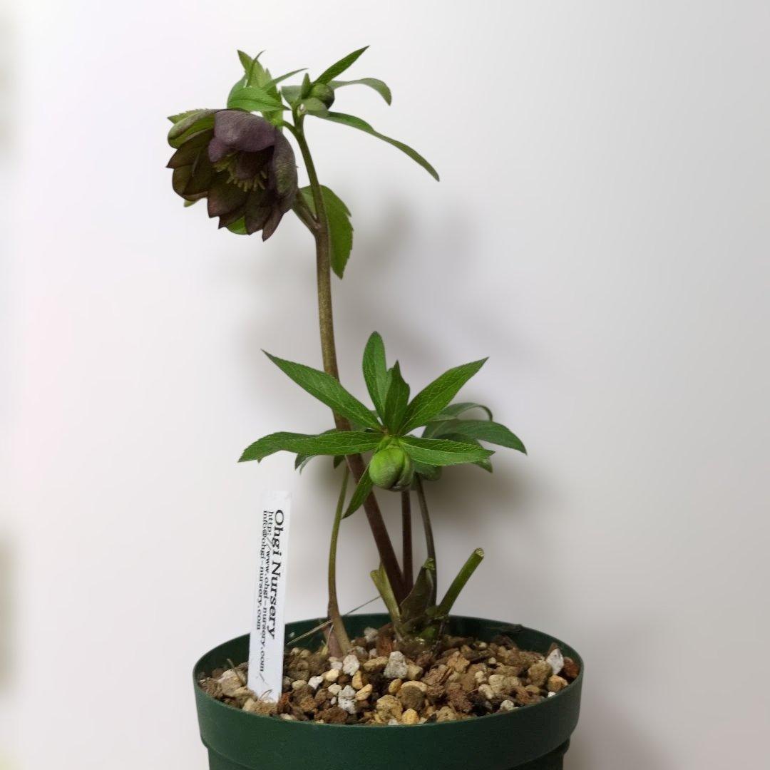 大木ナーセリー❤️ クリスマスローズ❤️ トルカータス✕ボスニア交配❤️