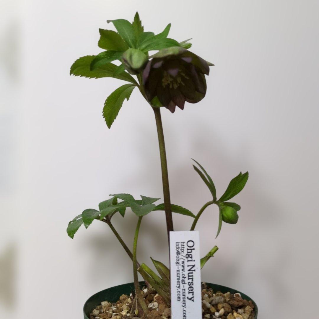 大木ナーセリー❤️ クリスマスローズ❤️ トルカータス✕ボスニア交配❤️