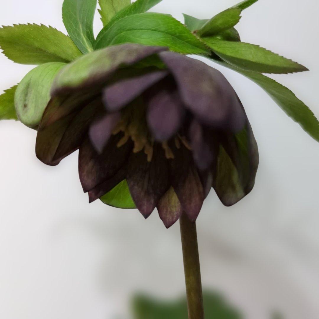 大木ナーセリー❤️ クリスマスローズ❤️ トルカータス✕ボスニア交配❤️