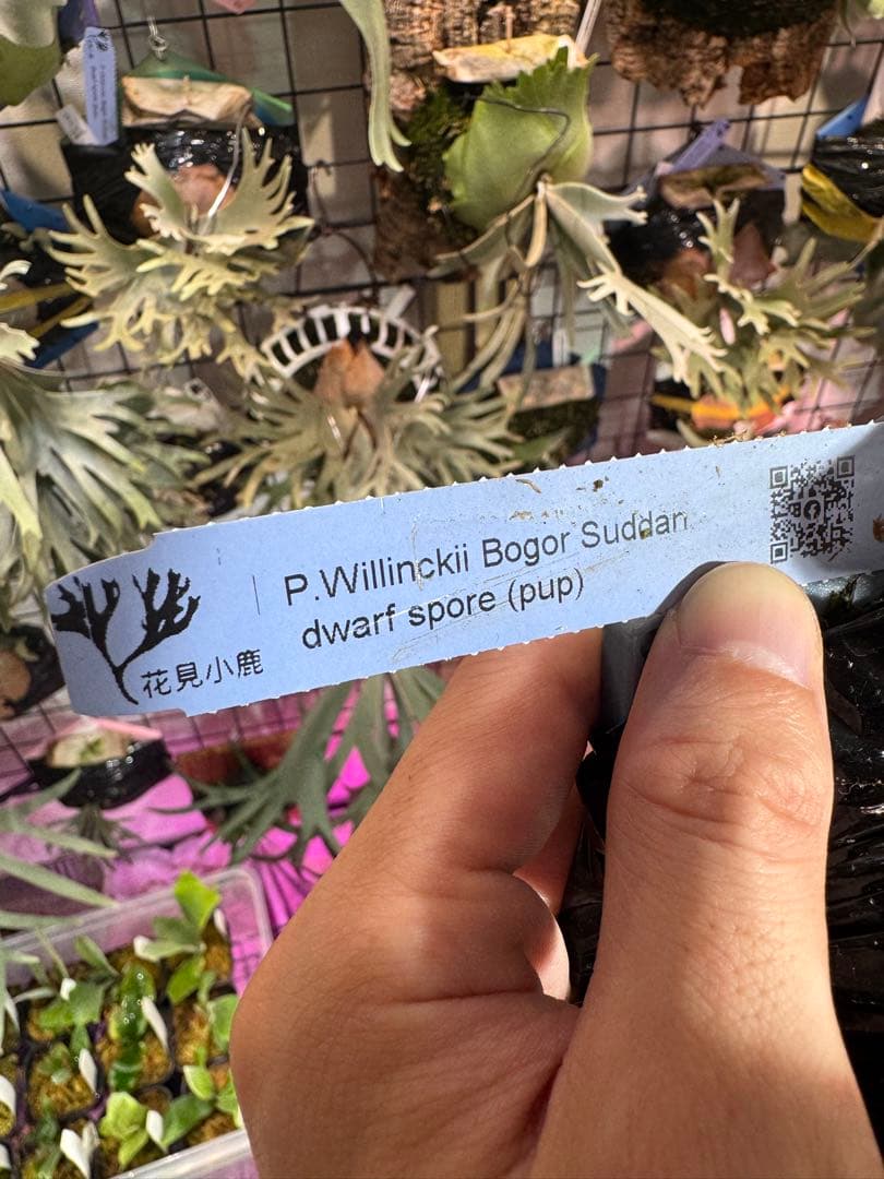 ウィリンキー　ボゴール　スーダン　ドワーフ　スポア