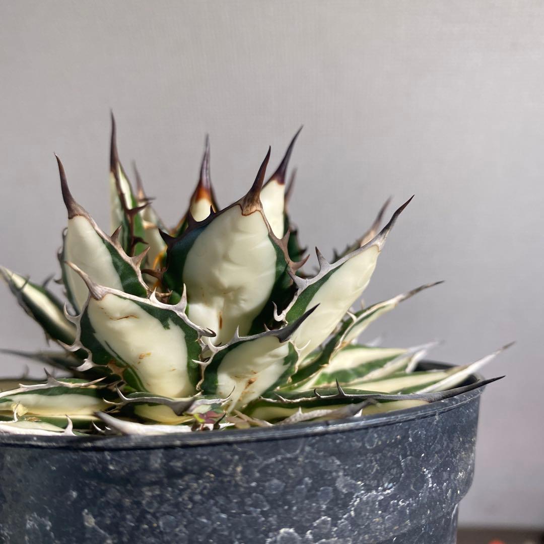 アガベ　ホリダ白中斑入　極上3