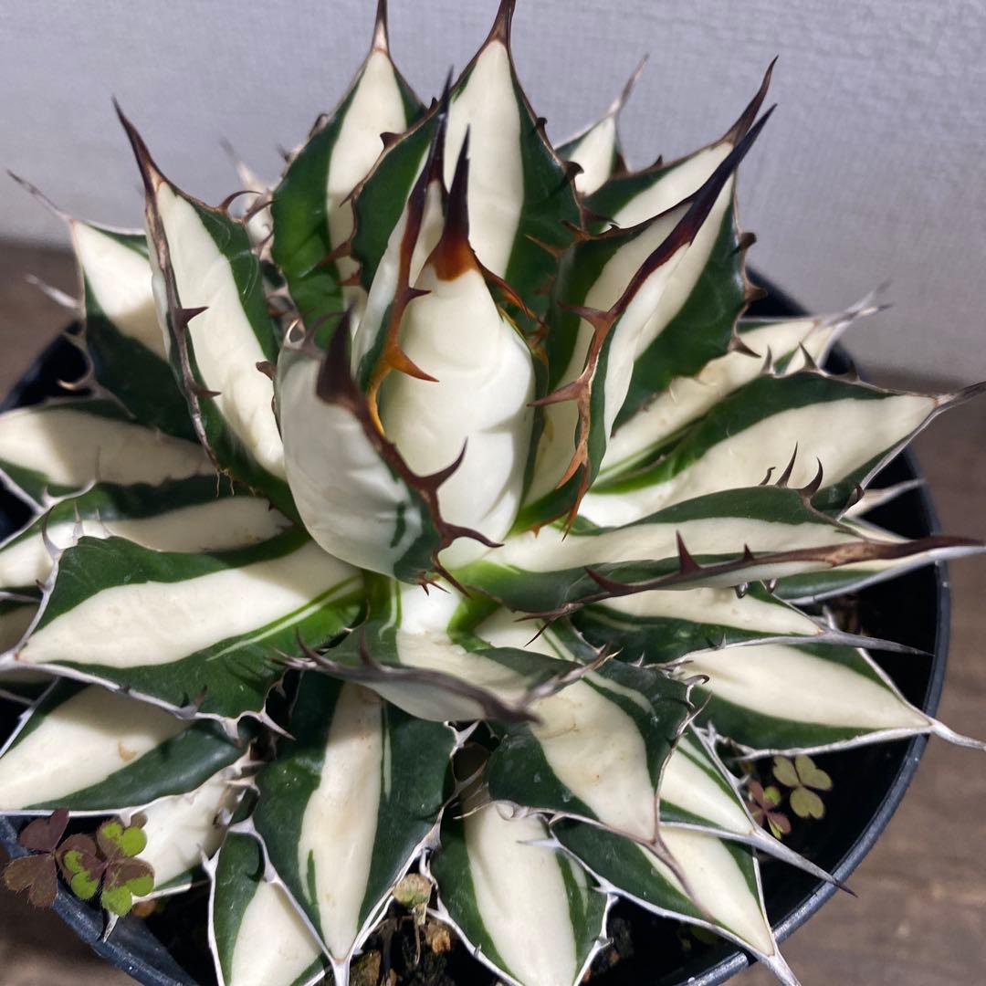 アガベ　ホリダ白中斑入　極上3