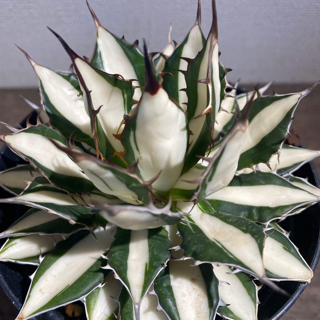 アガベ　ホリダ白中斑入　極上3