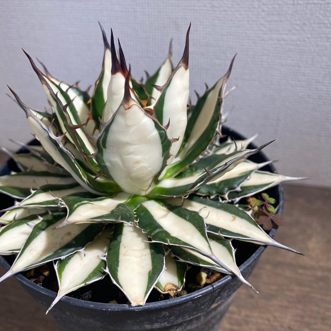 アガベ　ホリダ白中斑入　極上3