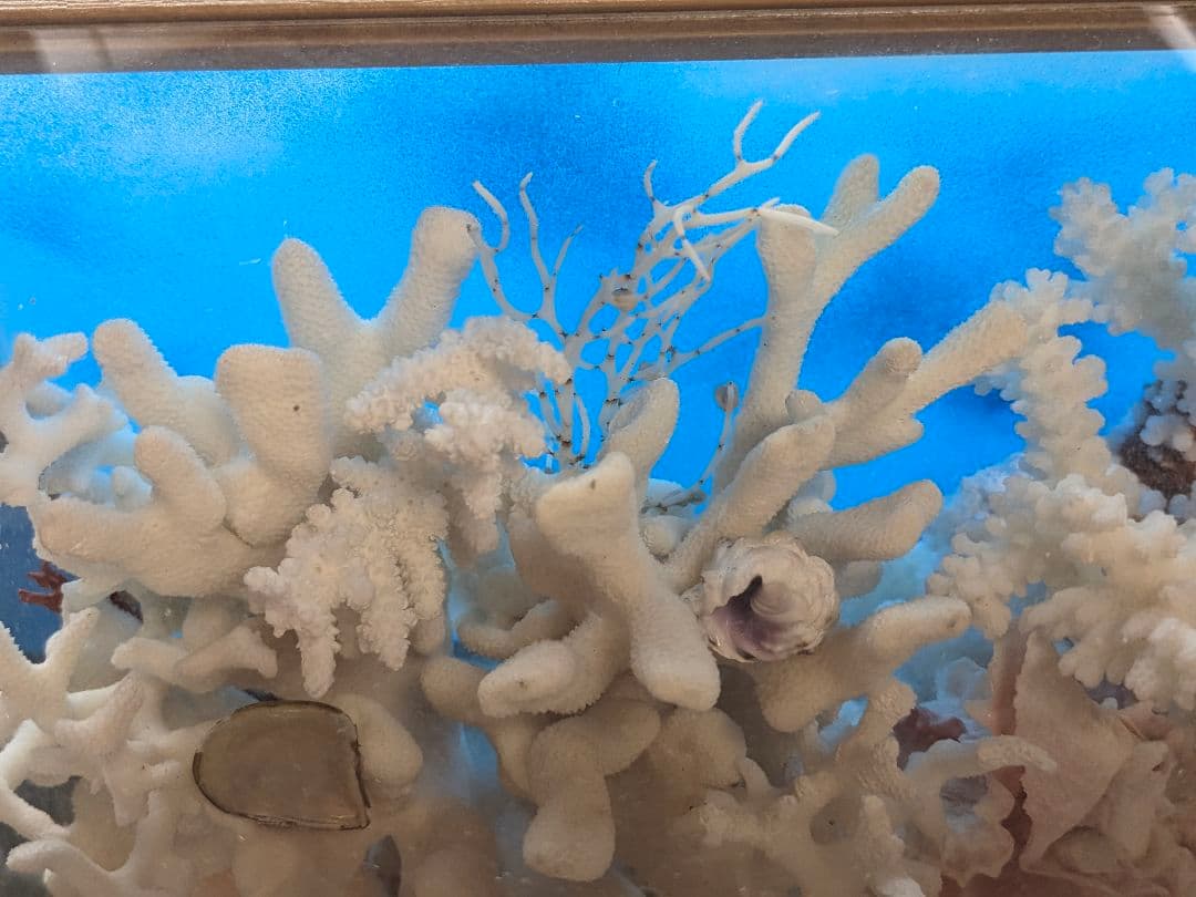 珊瑚礁　飾り珊瑚　ガラスケース付