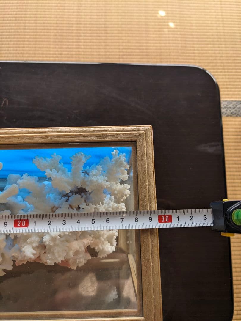 珊瑚礁　飾り珊瑚　ガラスケース付