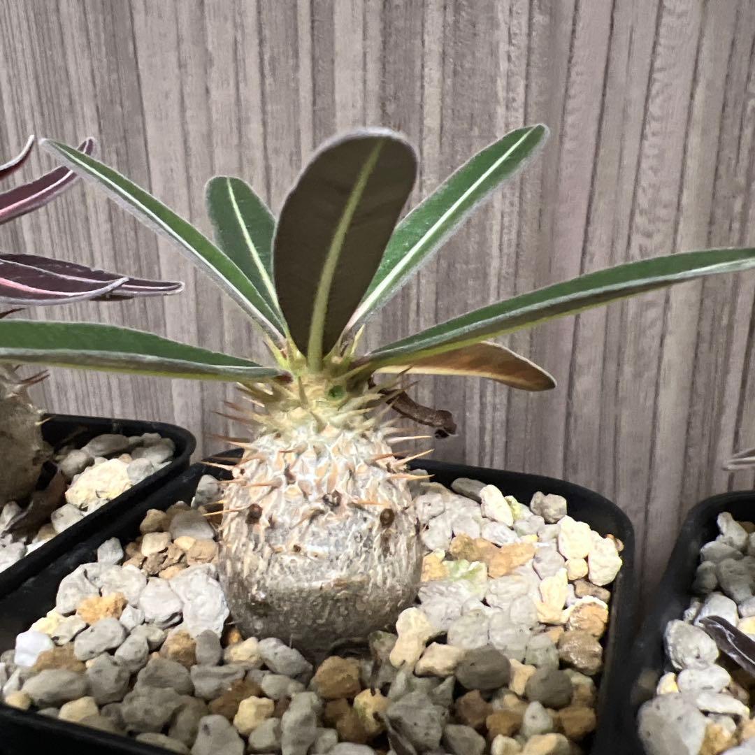 塊根植物 パキポデュウムグラキリス　実生　丸形　5株