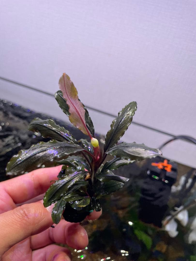 ま*ん様 ブセファランドラ 3種 4個