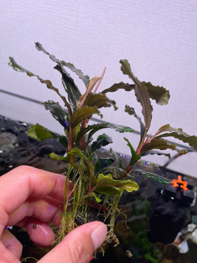 ま*ん様 ブセファランドラ 3種 4個