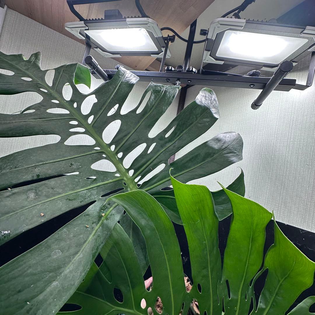 モンステラデリシオーサマクロコズム超希少系統鉢植え80㎝