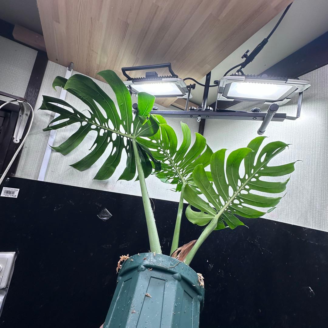 モンステラデリシオーサマクロコズム超希少系統鉢植え80㎝