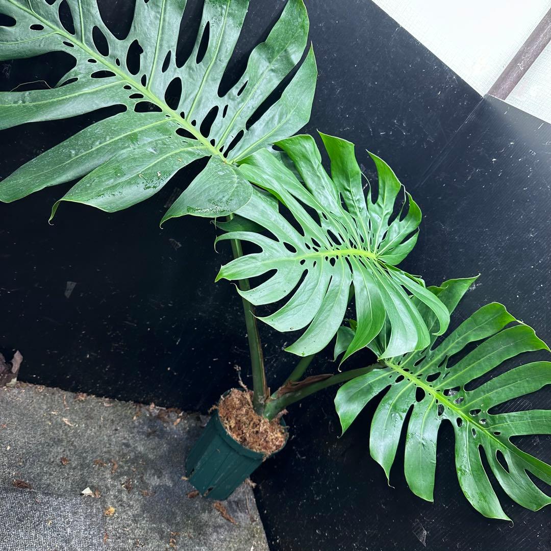 モンステラデリシオーサマクロコズム超希少系統鉢植え80㎝