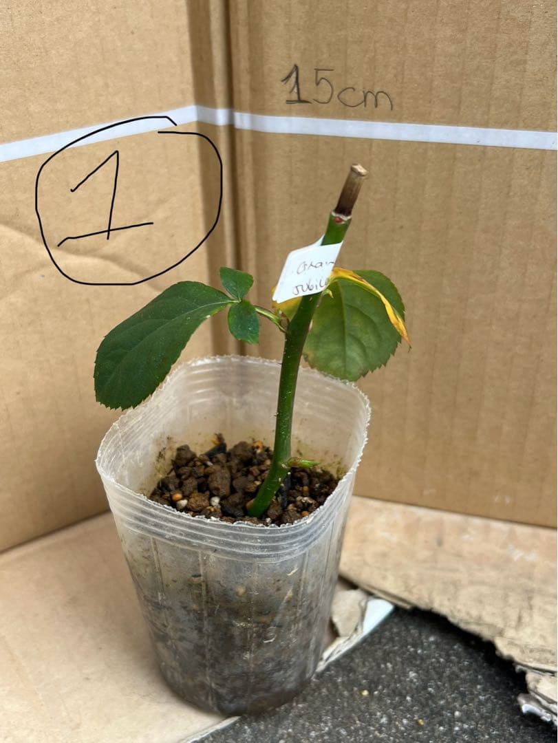 「」 切り花品種バラ苗　レアバラ 　CHIFFO♡ Rose