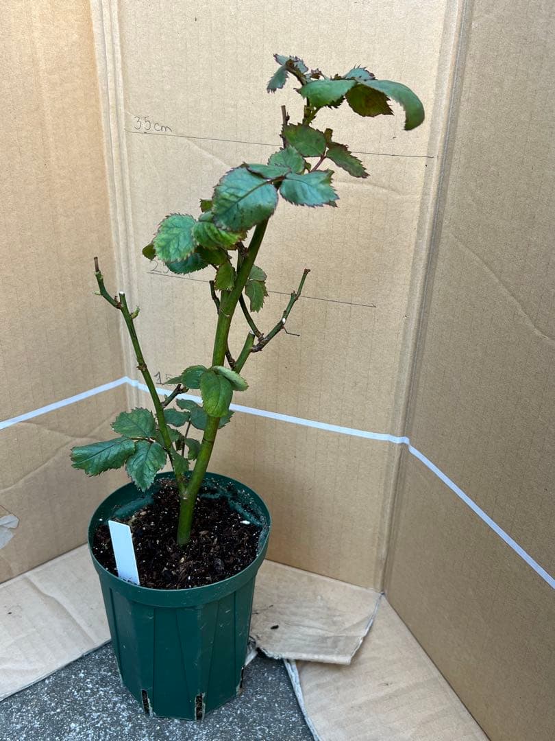 「」 切り花品種バラ苗　レアバラ 　CHIFFO♡ Rose