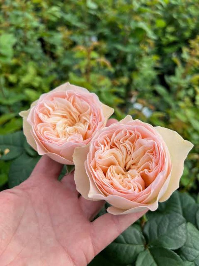 「」 切り花品種バラ苗　レアバラ 　CHIFFO♡ Rose