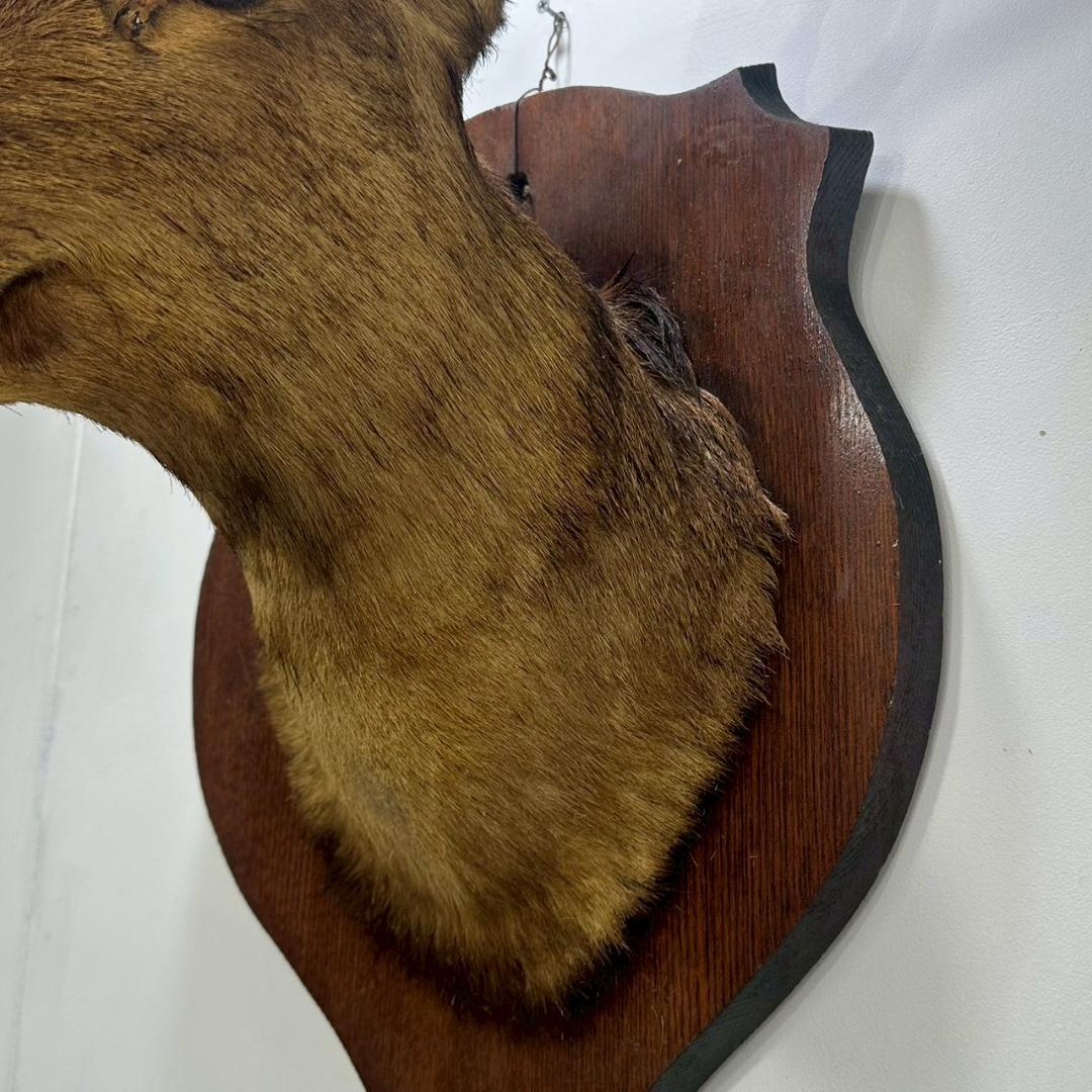 iΦ【引き取り歓迎】鹿の剥製 壁掛け ニホンジカ ハンティングトロフィー