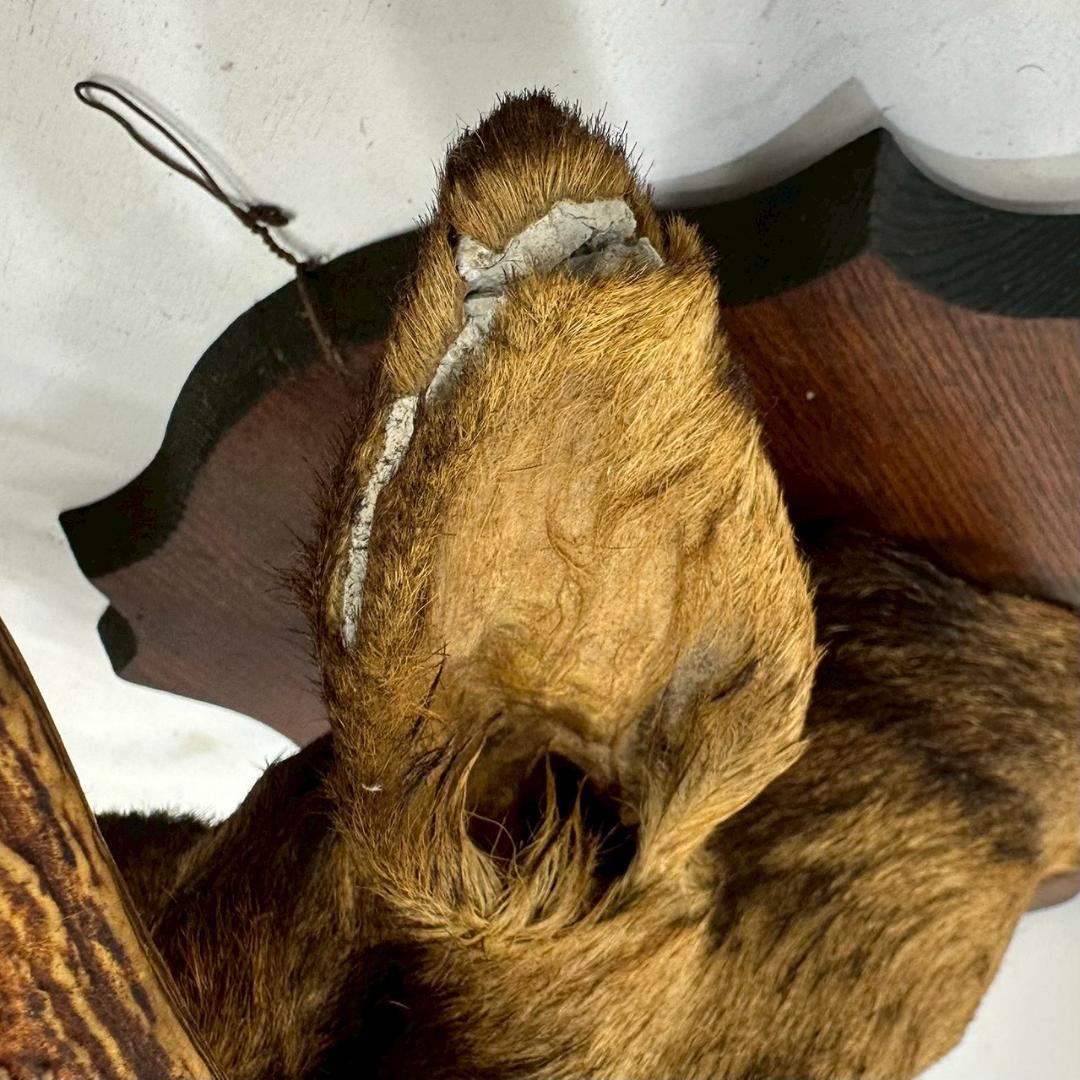 iΦ【引き取り歓迎】鹿の剥製 壁掛け ニホンジカ ハンティングトロフィー