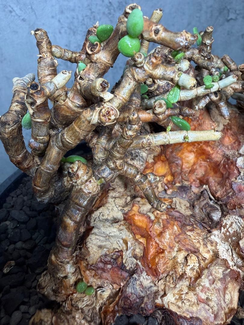 【特大株】ケラリアピグマエア　発根確認済