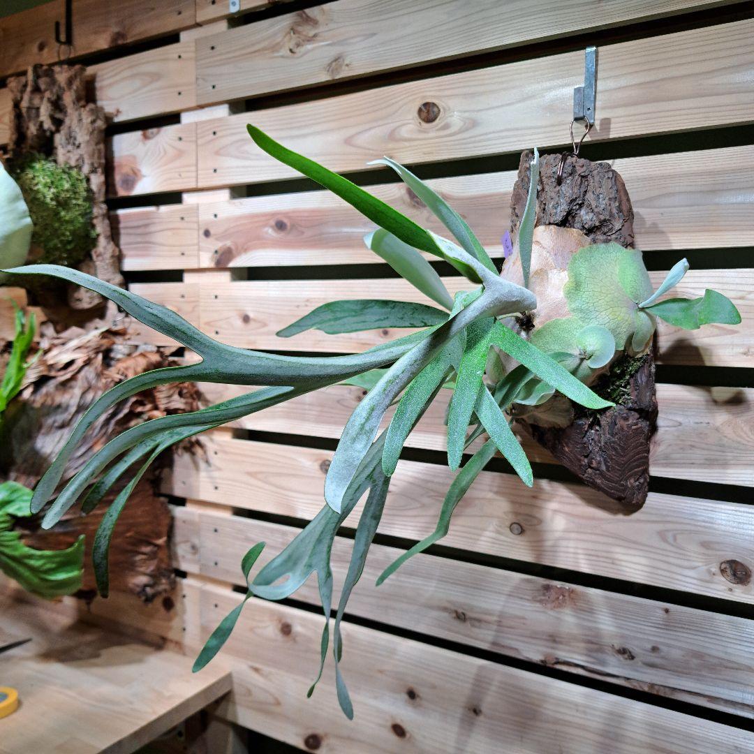 P.pumilum　OC【ビカクシダ　ベイチープミラム OC】