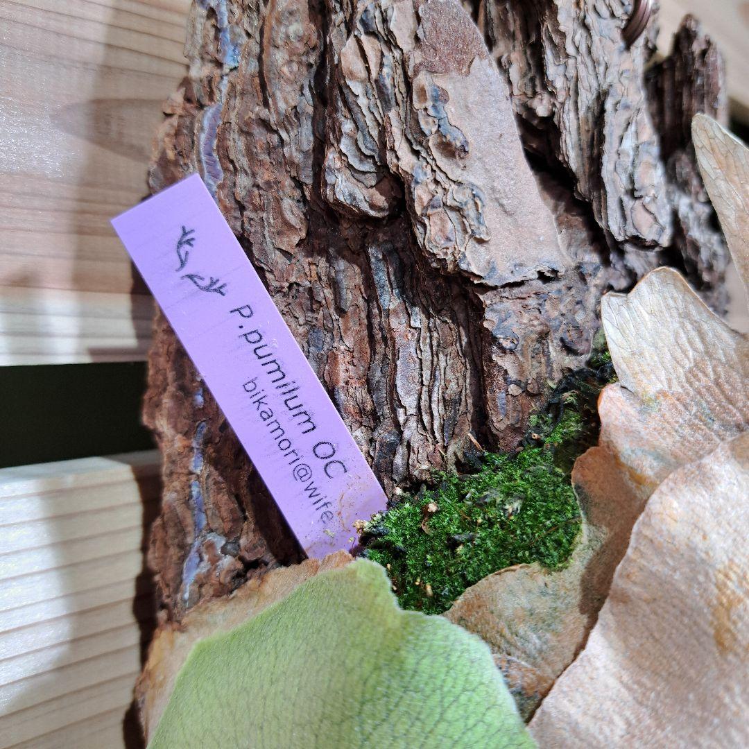 P.pumilum　OC【ビカクシダ　ベイチープミラム OC】