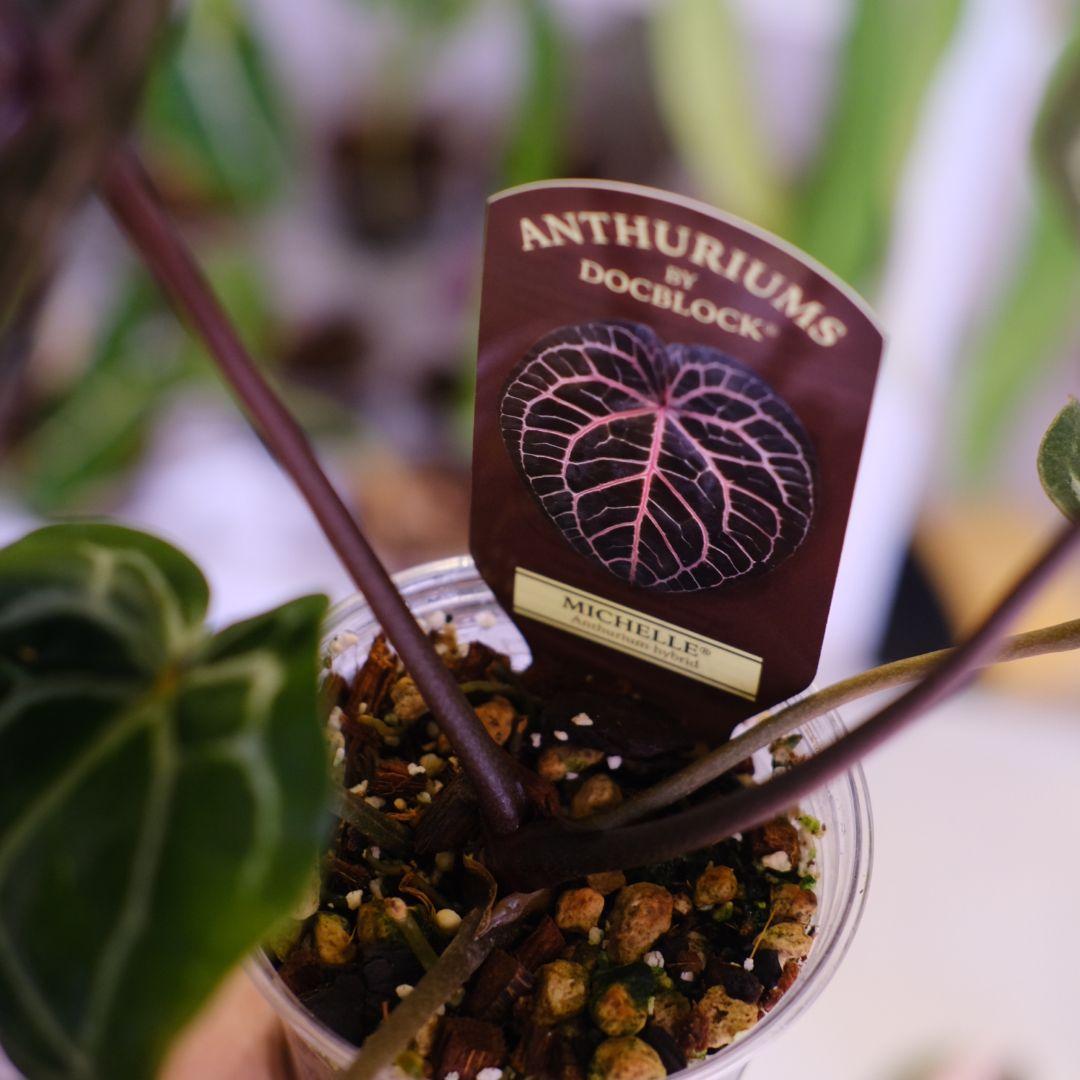 【正規タグ】Anthurium 'Michelle'│アンスリウム・ミシェル②