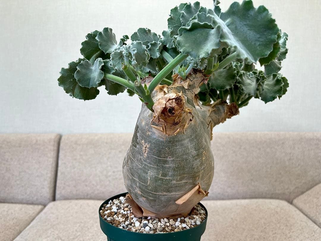 キフォステンマ マクロプス 大株 現地球