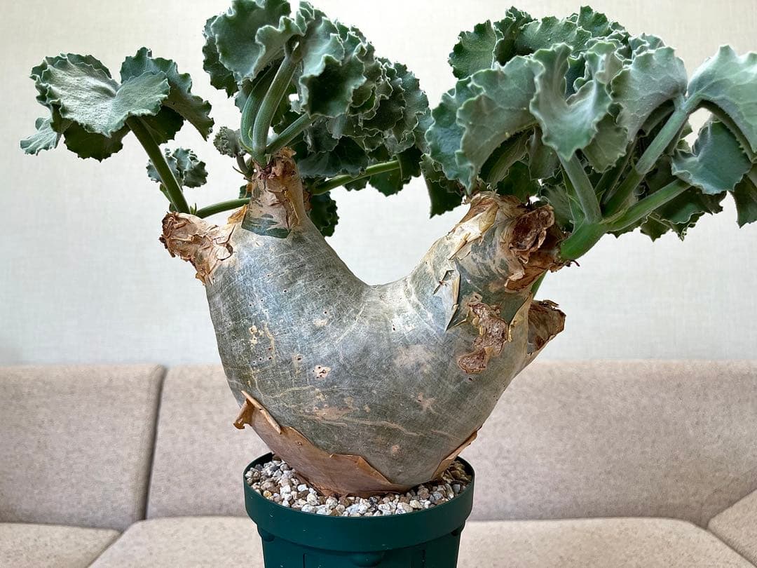 キフォステンマ マクロプス 大株 現地球