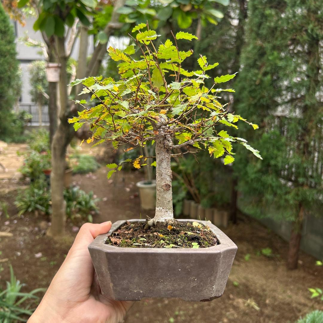 盆栽　欅　ケヤキ　中品盆栽 長方鉢 緑色の葉