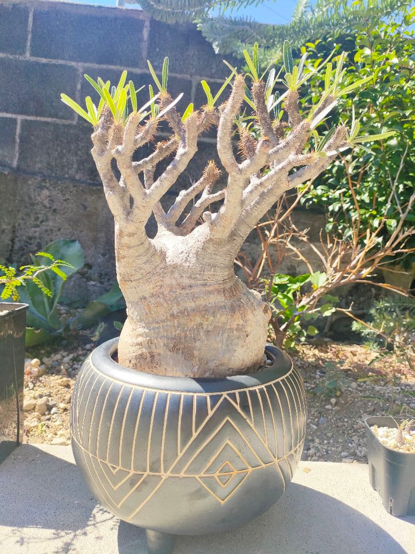 s*s様 【良型】パキポディウム・グラキリス