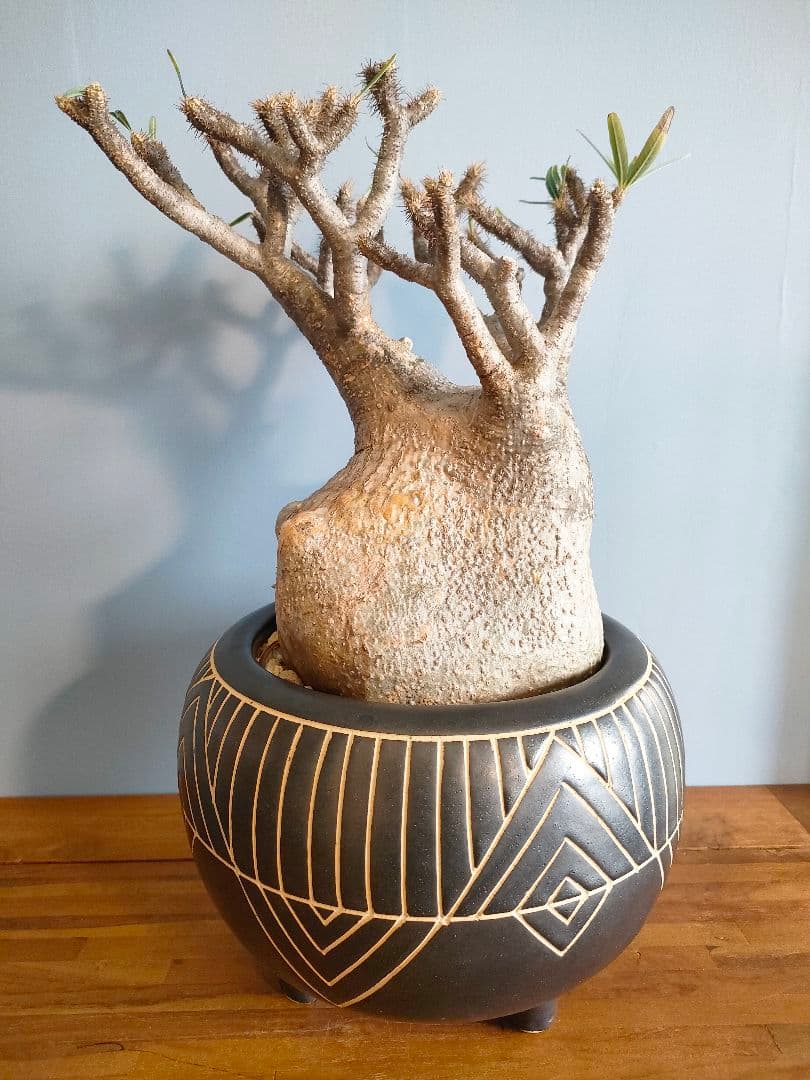 s*s様 【良型】パキポディウム・グラキリス