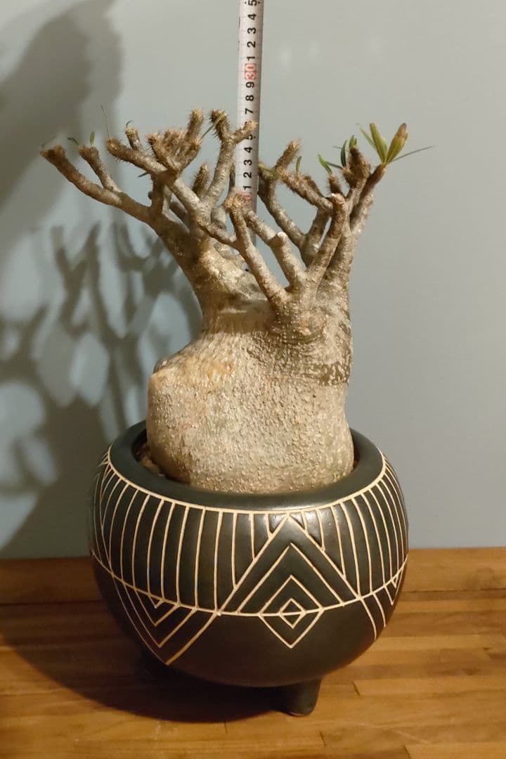 s*s様 【良型】パキポディウム・グラキリス