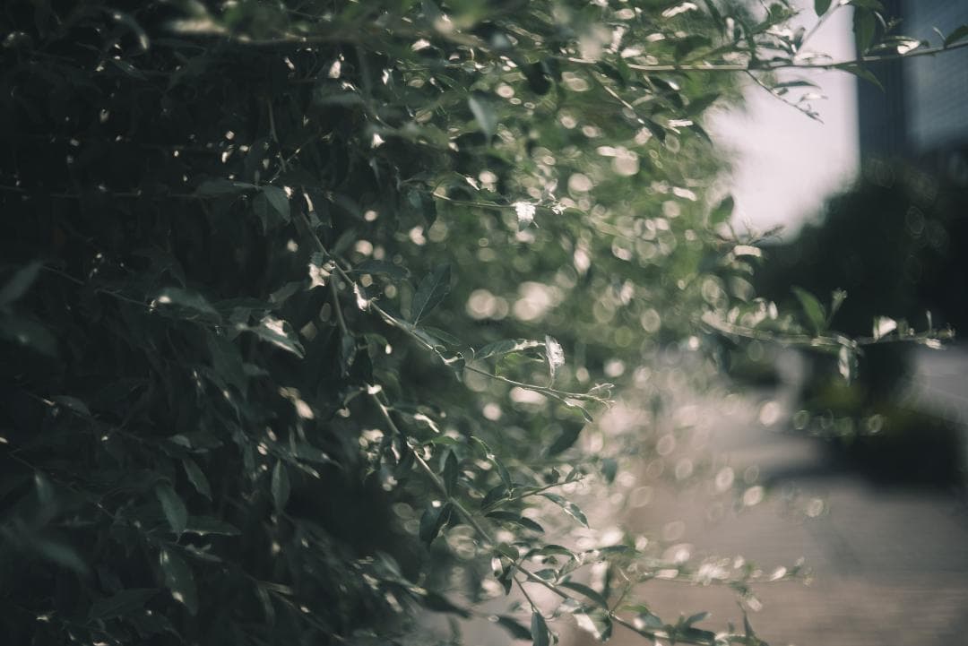 N O Go様虹の出る癖玉！Leica Summar 50mm f2