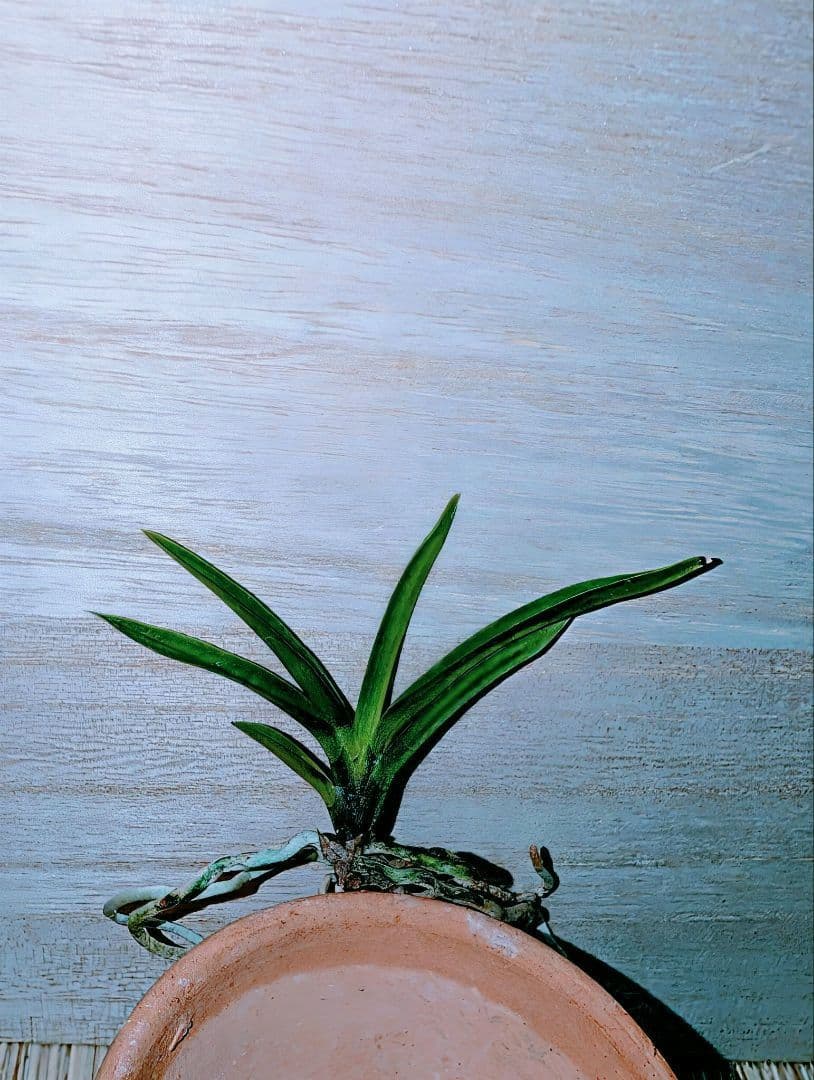 富貴蘭　亀谷金牡丹（無加温作り品）