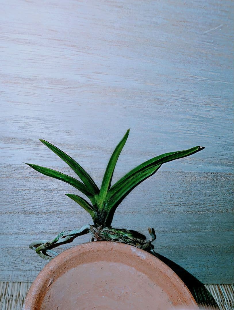 富貴蘭　亀谷金牡丹（無加温作り品）