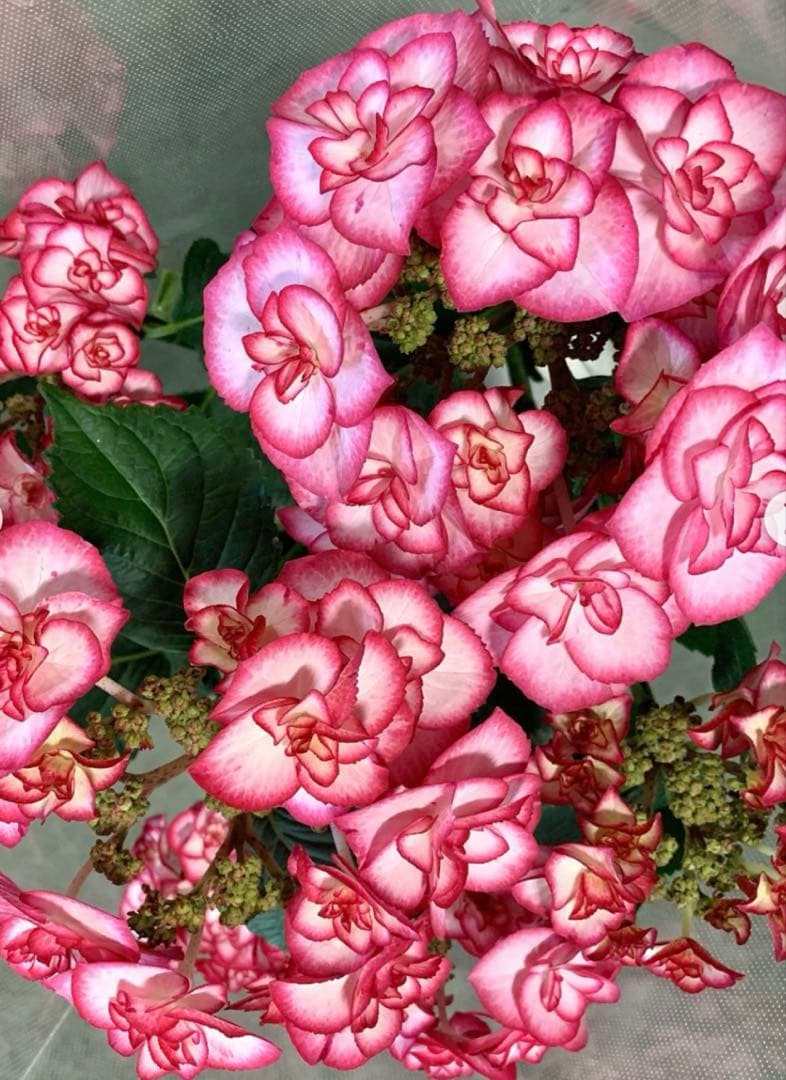 華やかな覆輪紫陽花